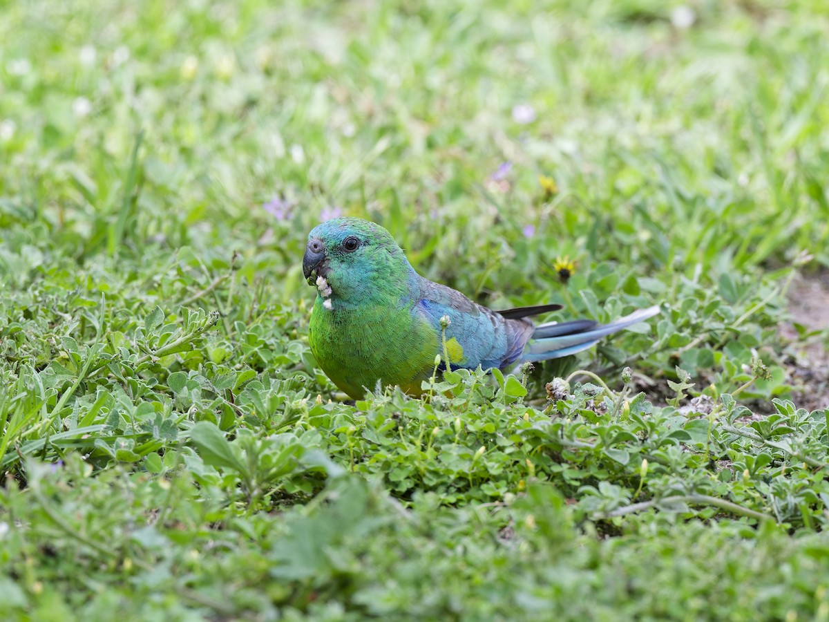 Red-rumped Parrot - ML646354146