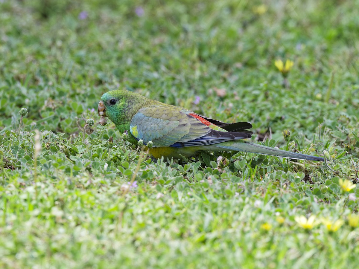Red-rumped Parrot - ML646354147