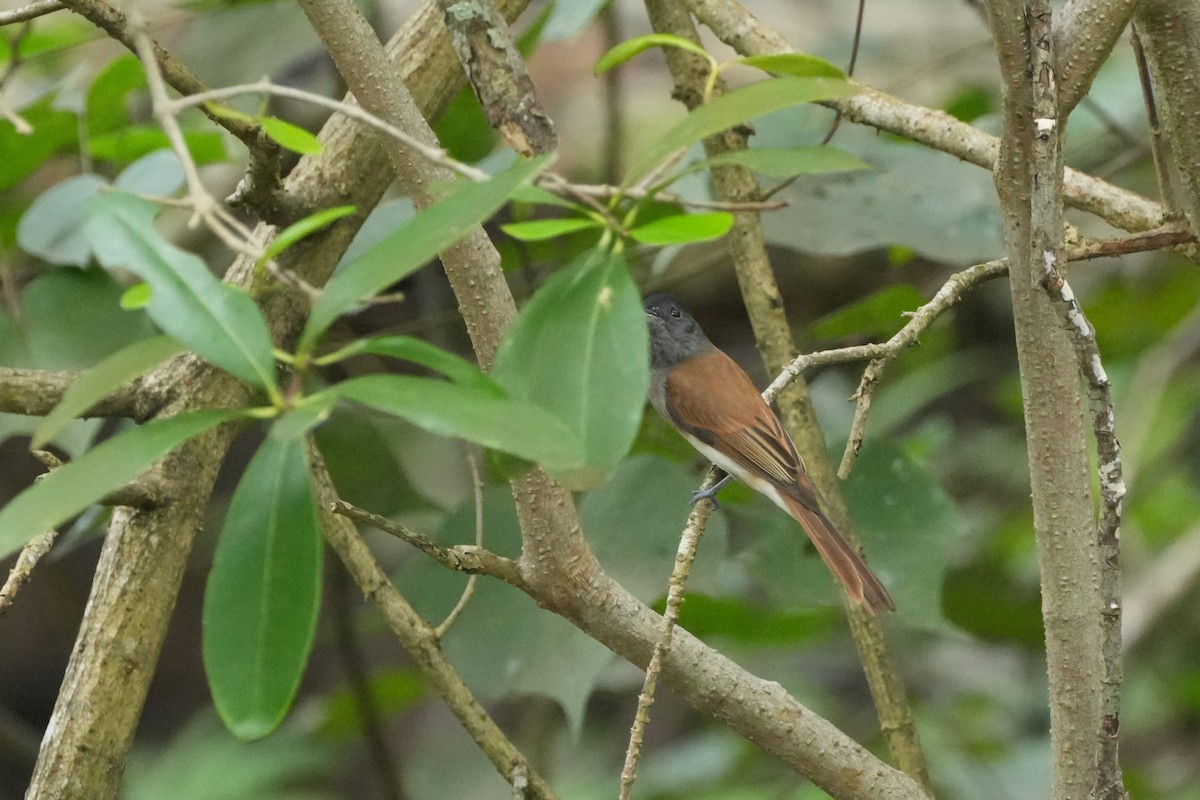 Tchitrec de Chine - ML646354148