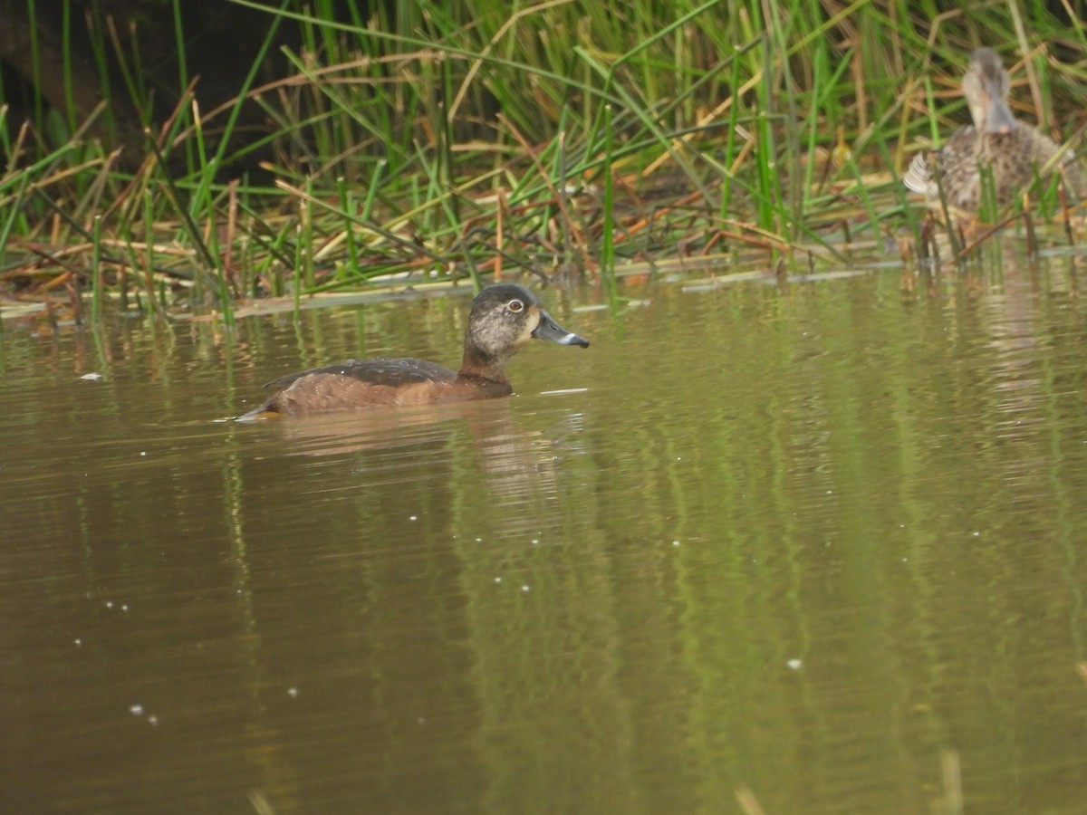 Ring-necked Duck - ML646354150