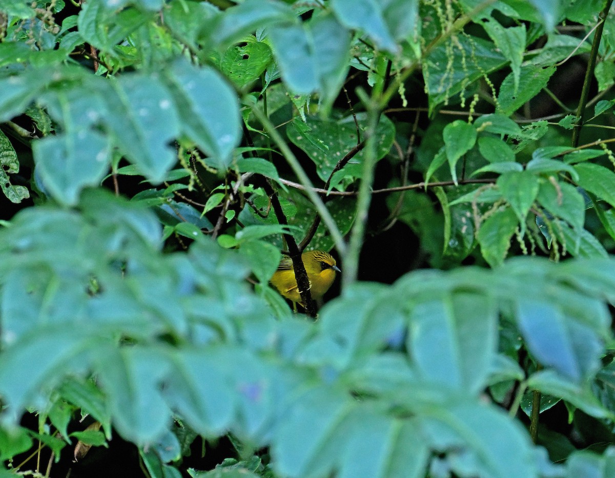 Golden Babbler - ML646354151