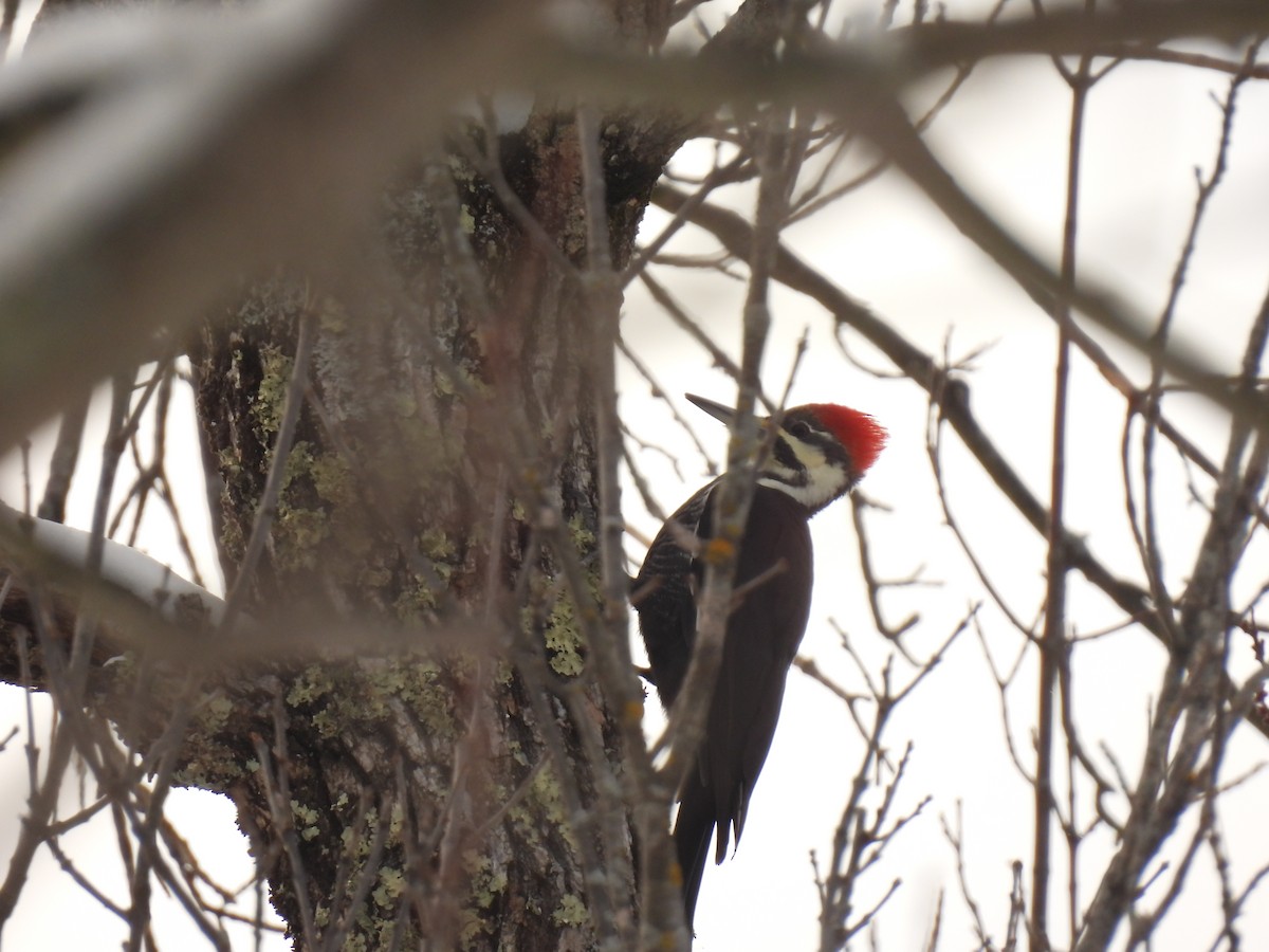 Pileated Woodpecker - ML646354152