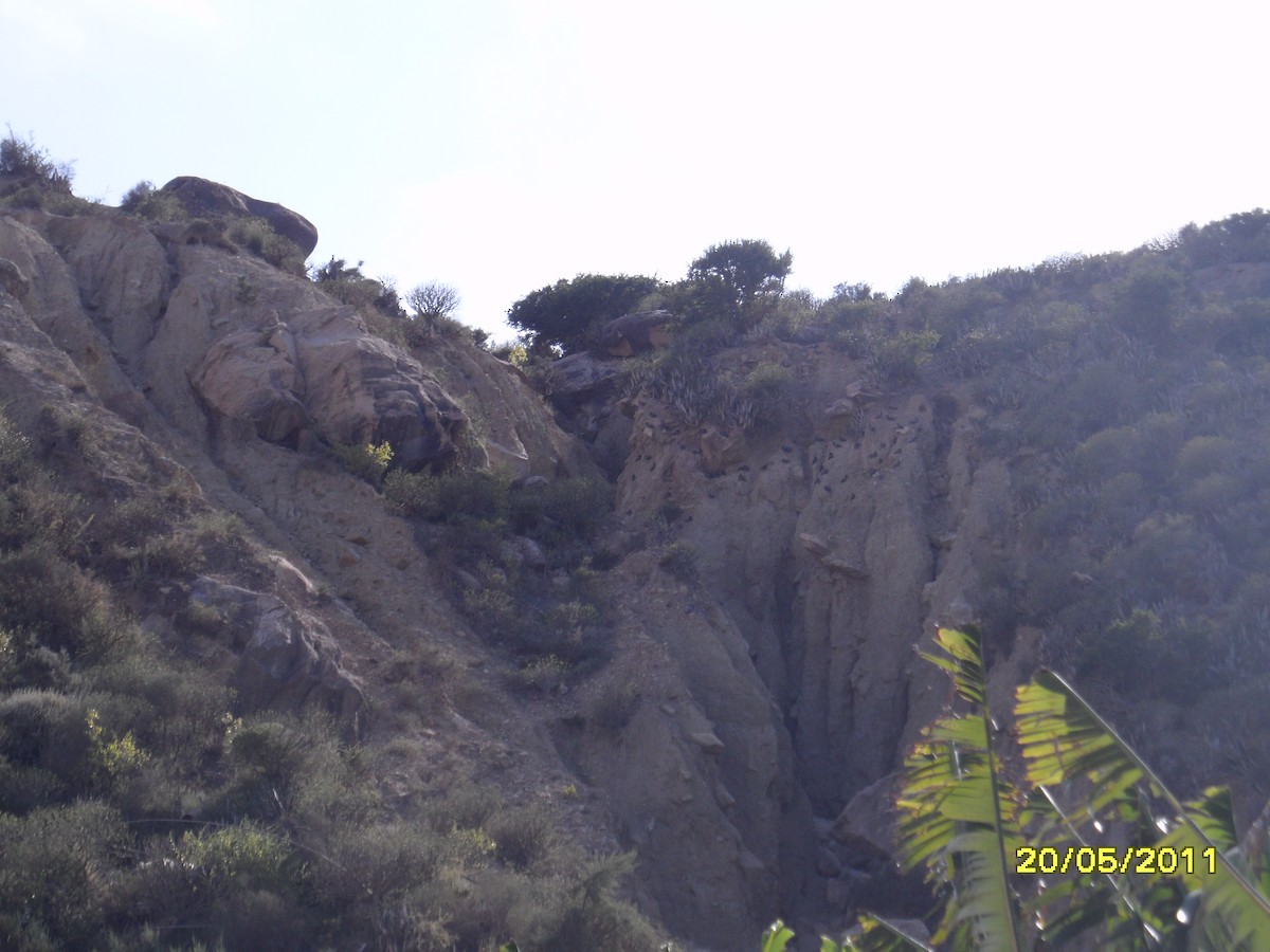 יונת סלעים - ML646354155