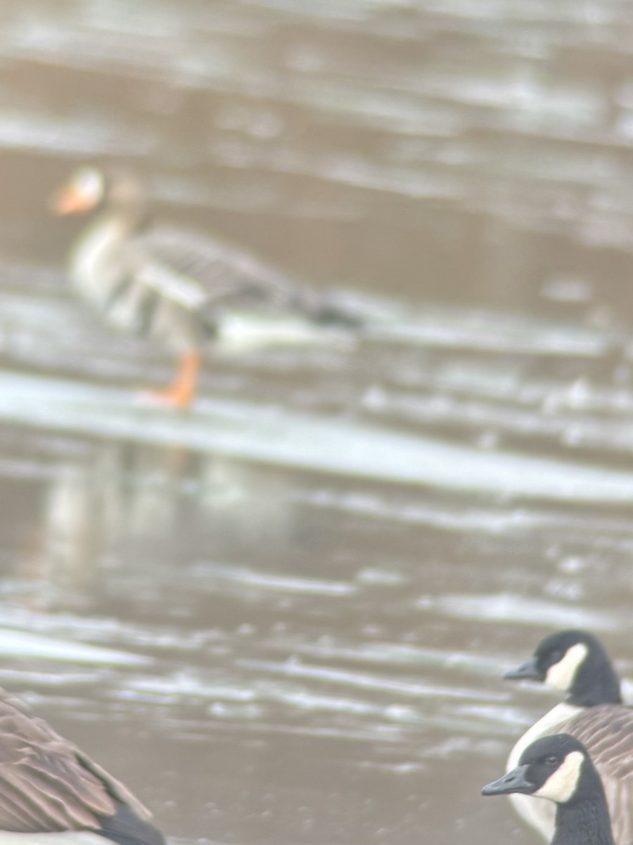 Гуска білолоба - ML646354158