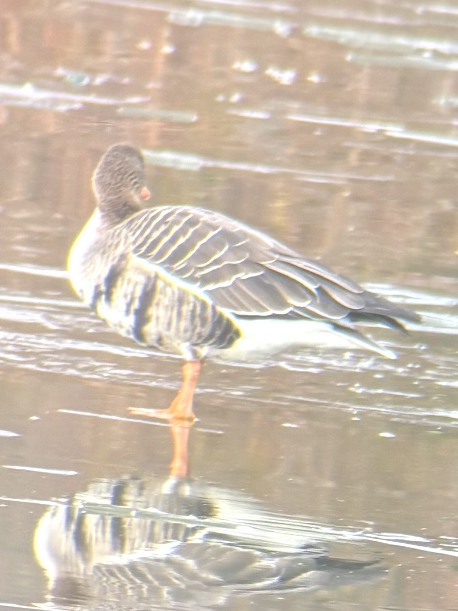 Гуска білолоба - ML646354159