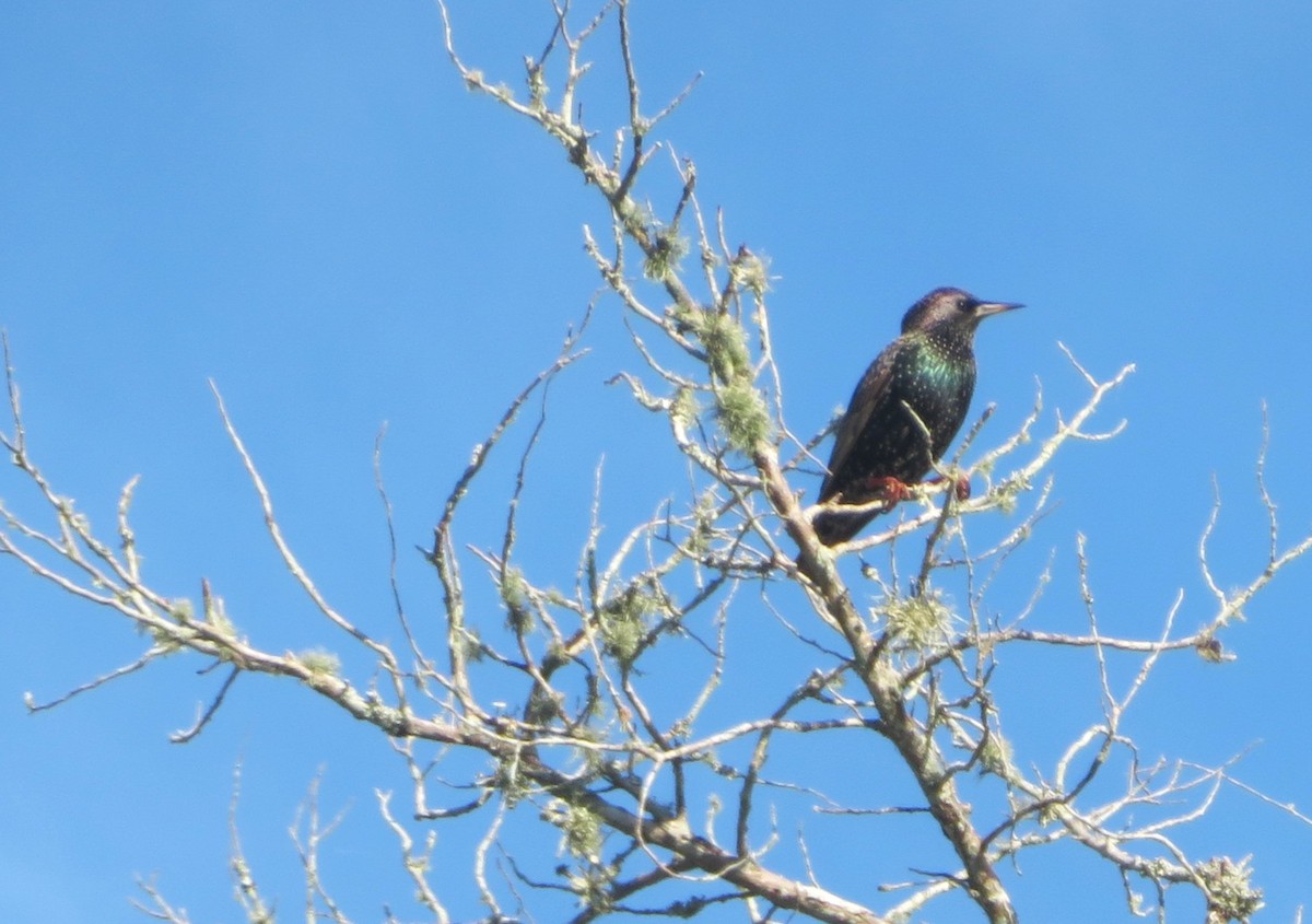 European Starling - ML646354163