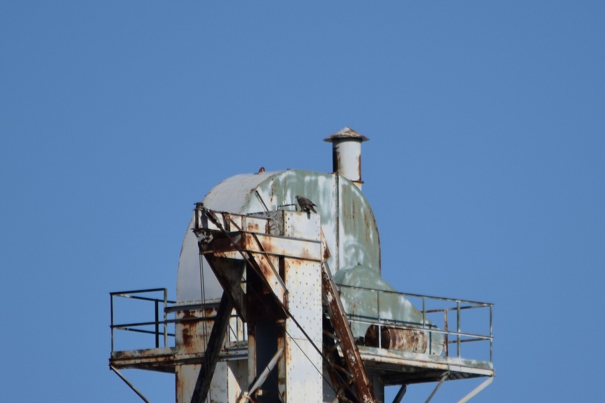 jaktfalk - ML646354165