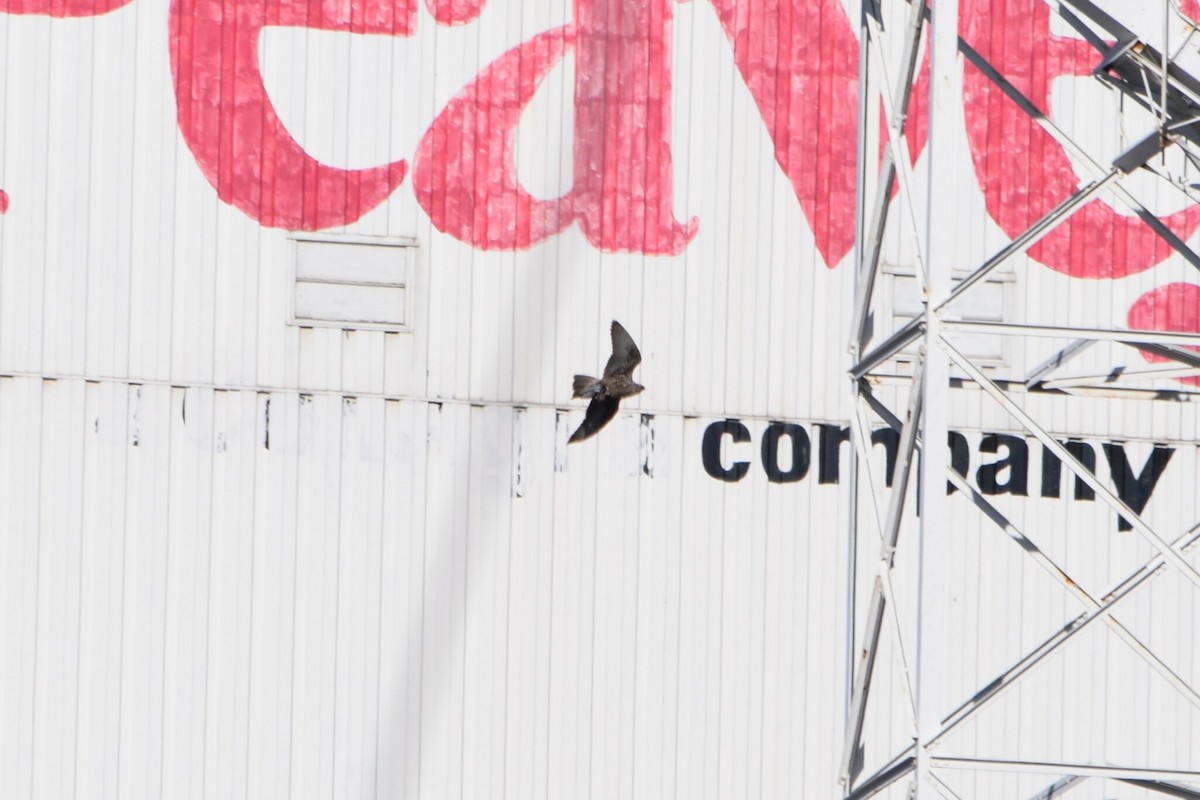 jaktfalk - ML646354166