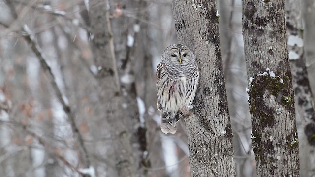Çizgili Baykuş - ML646354170