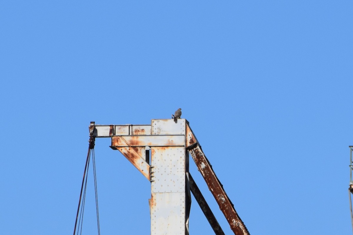 jaktfalk - ML646354172