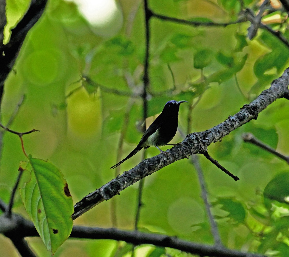 Black-throated Sunbird - ML646354173