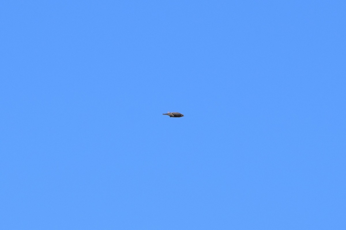 jaktfalk - ML646354174