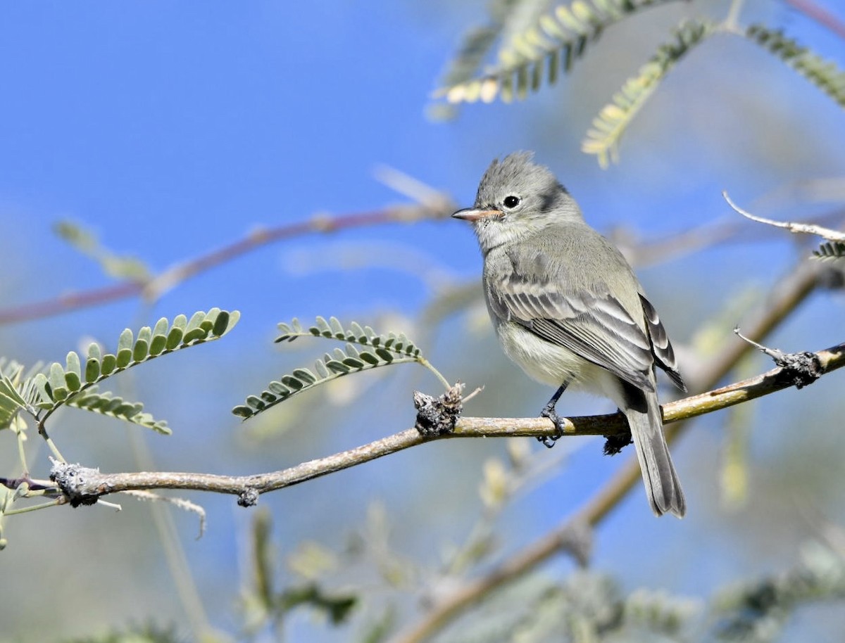 Northern Beardless-Tyrannulet - ML646354179