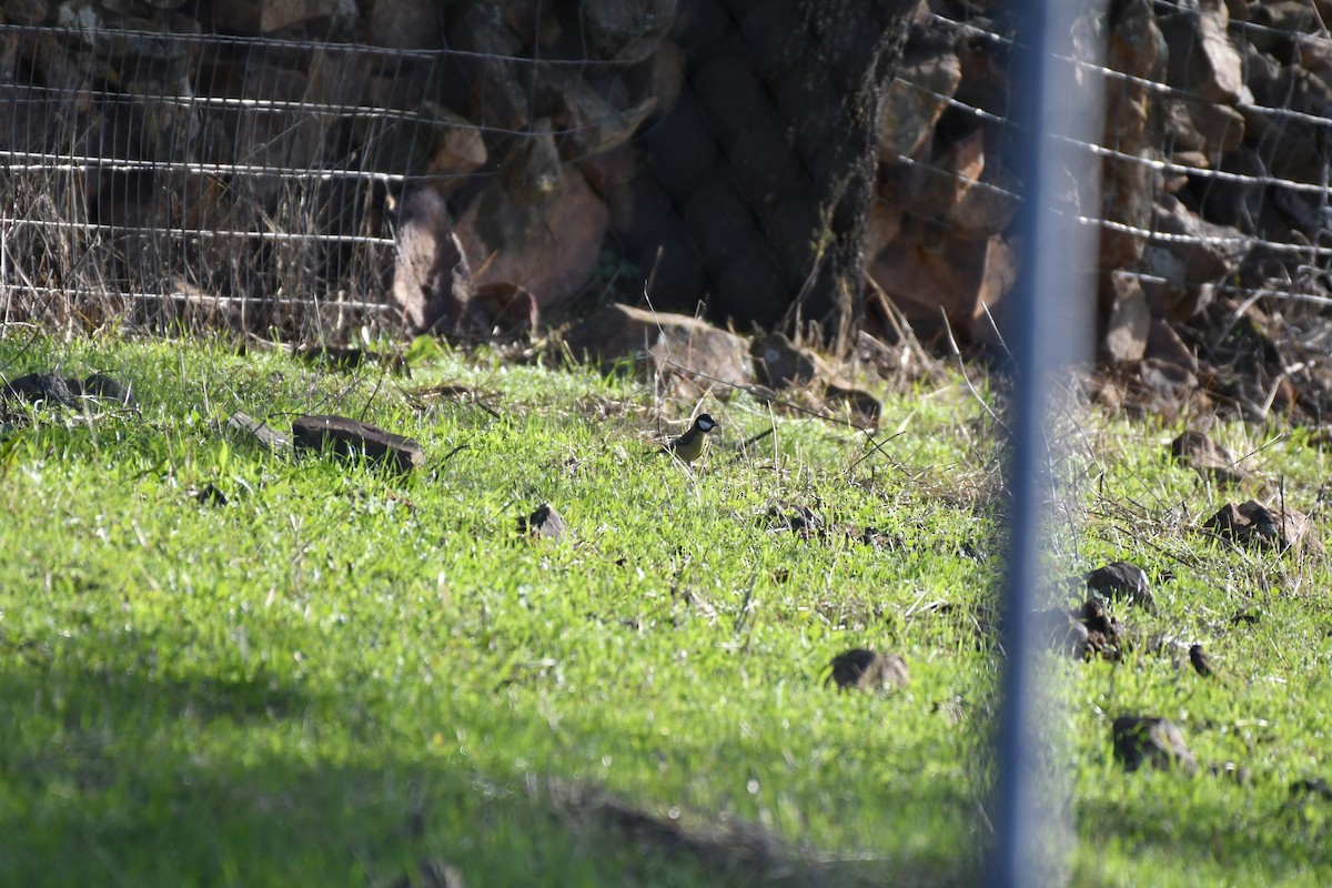 Great Tit - ML646354181