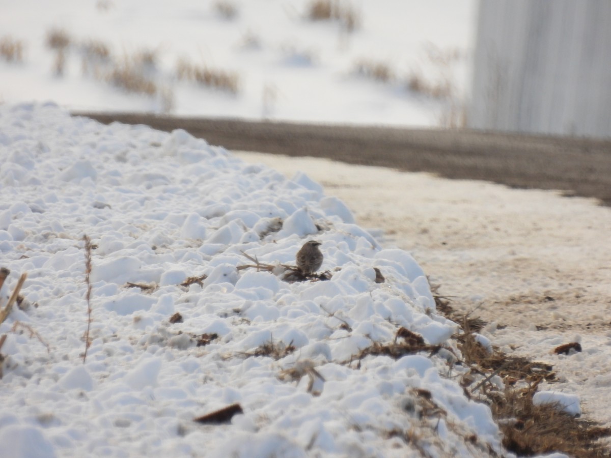 Horned Lark - ML646354182