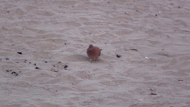 Küçük Kumru - ML646354184