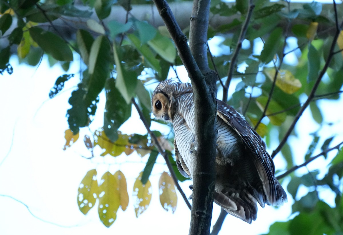 Пагодная неясыть - ML646354185