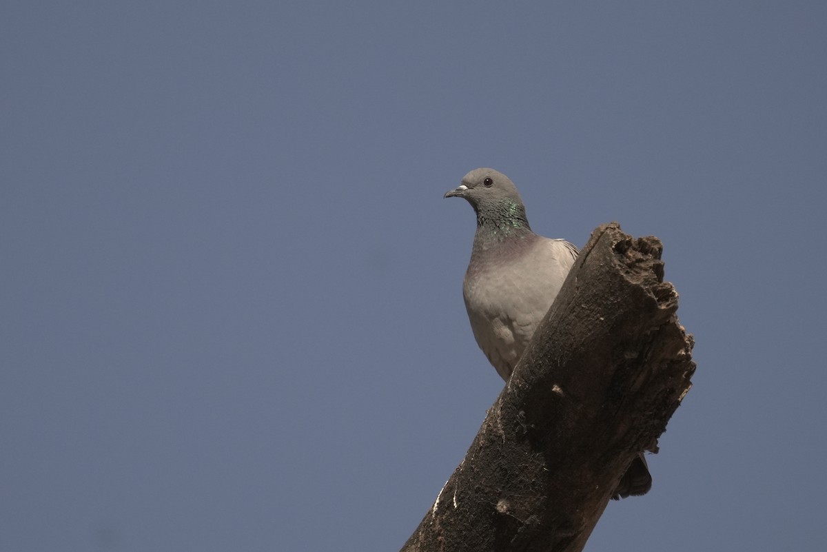 יונת סלעים - ML646354186