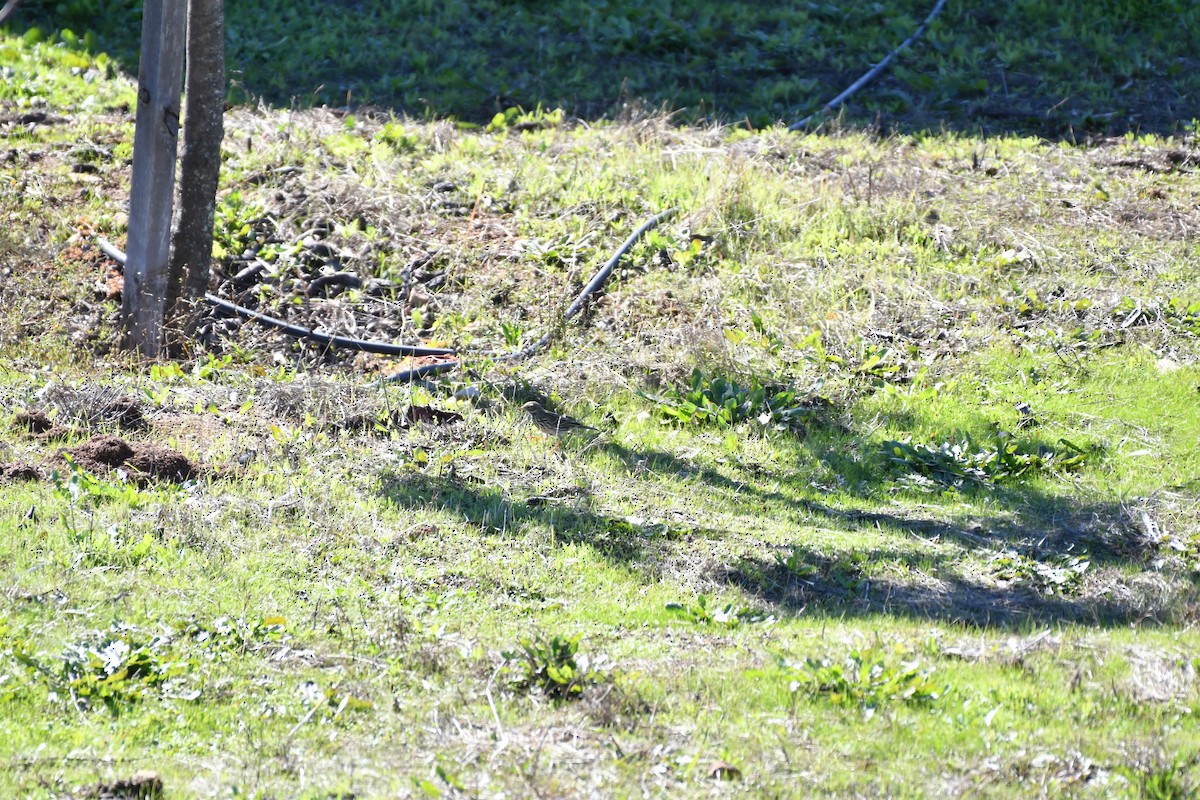 Meadow Pipit - ML646354187