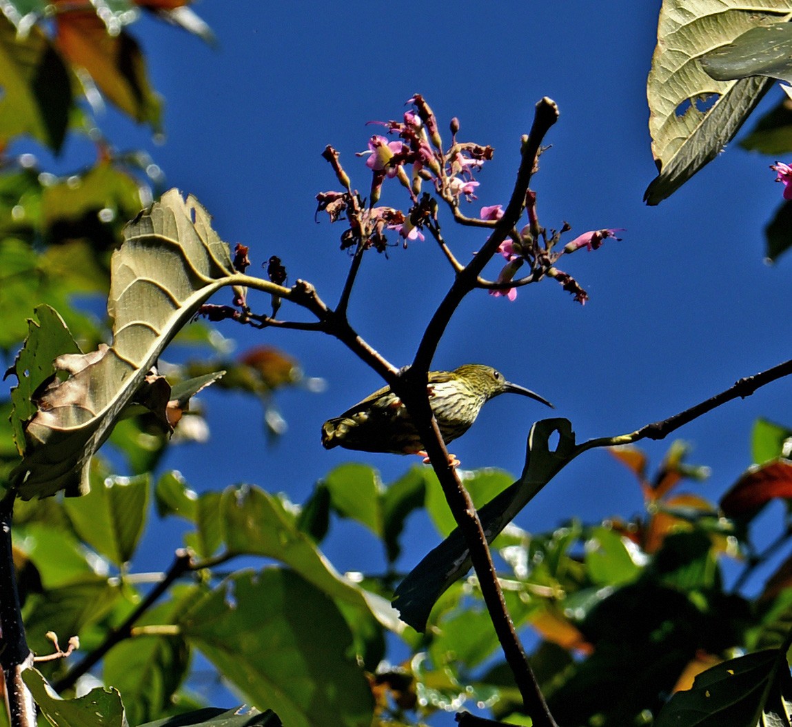 Streaked Spiderhunter - ML646354188