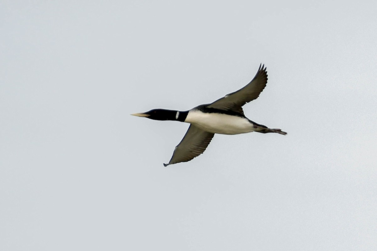 gulnebblom - ML646354190