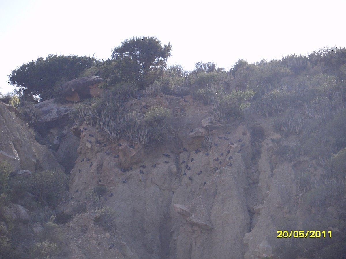 klippedue - ML646354192