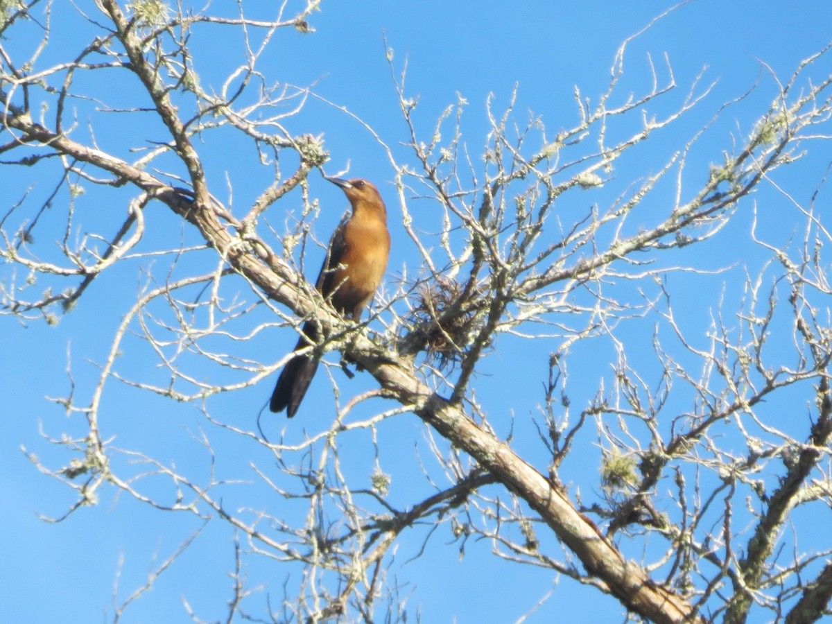 båtstjerttrupial - ML646354193