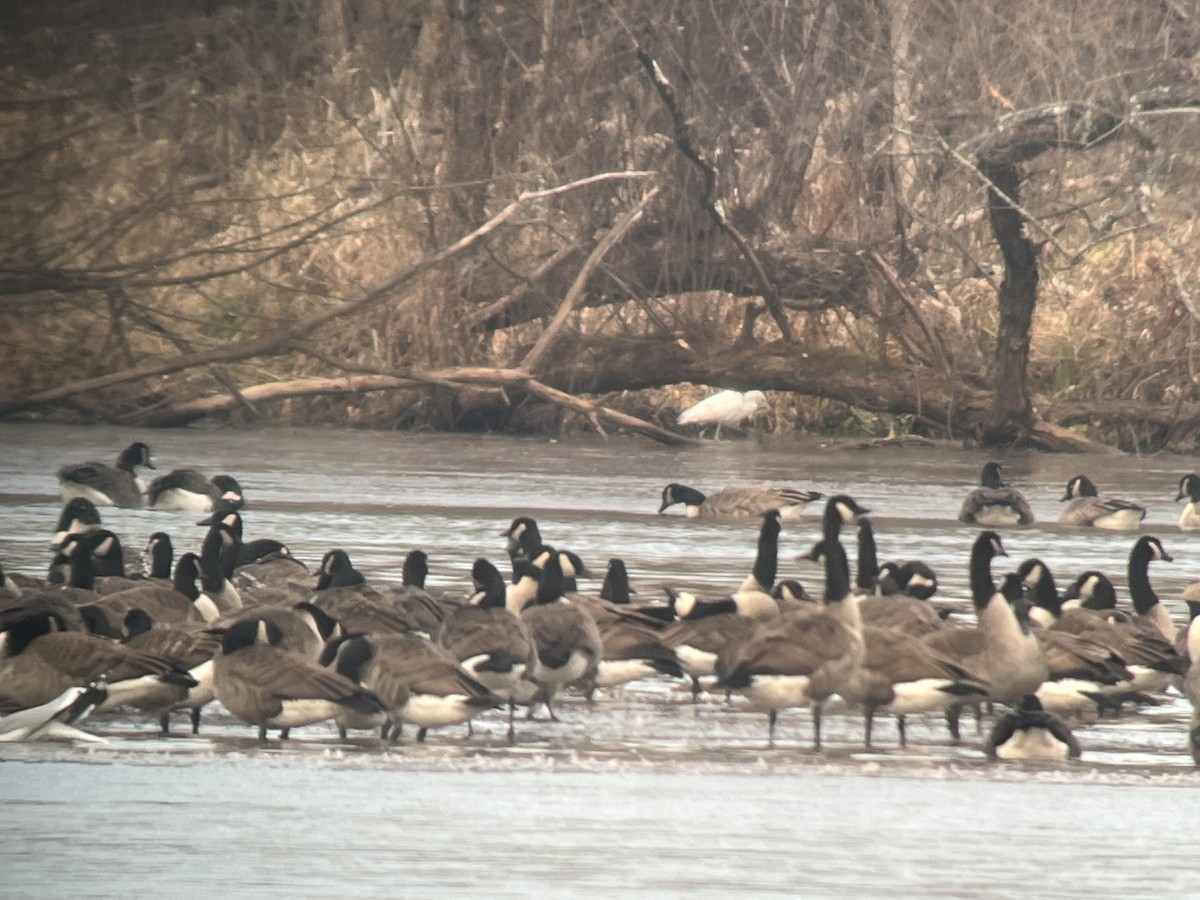Little Blue Heron - ML646354194