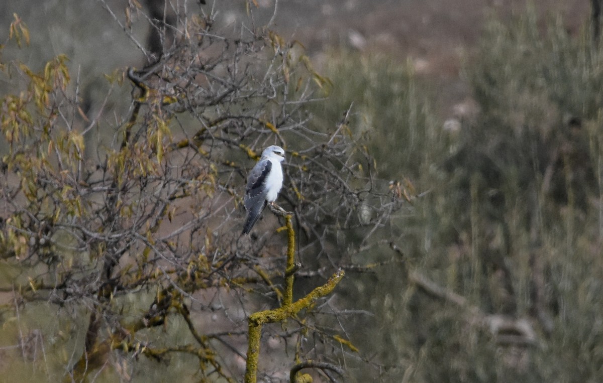 svartvingeglente - ML646354195