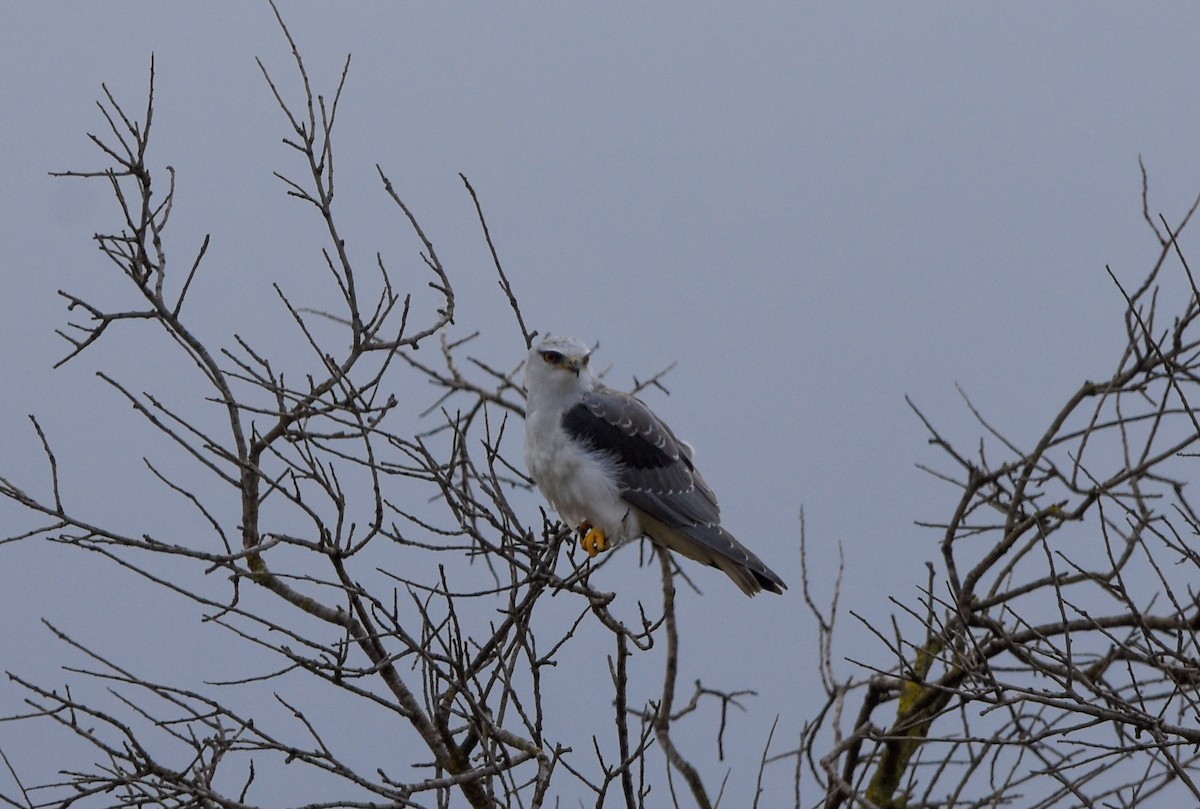 svartvingeglente - ML646354196