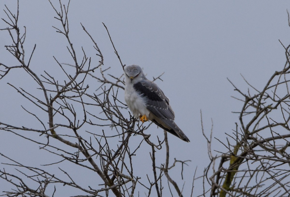 svartvingeglente - ML646354197