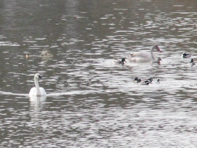 dvergsvane - ML646354198