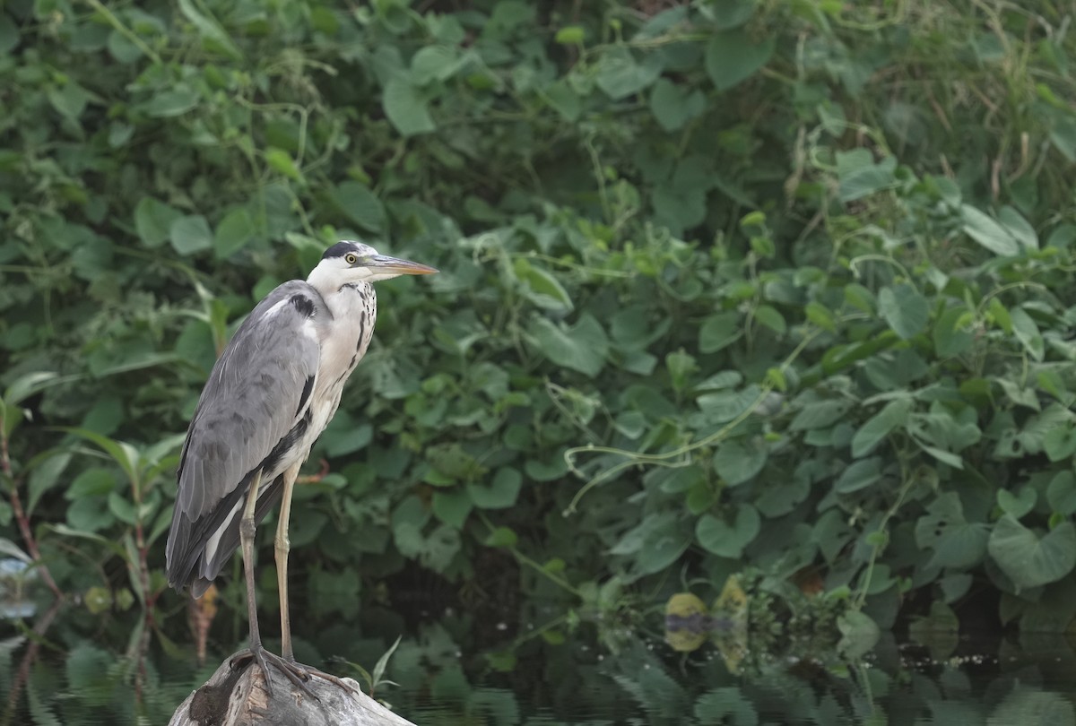 gråhegre - ML646354199