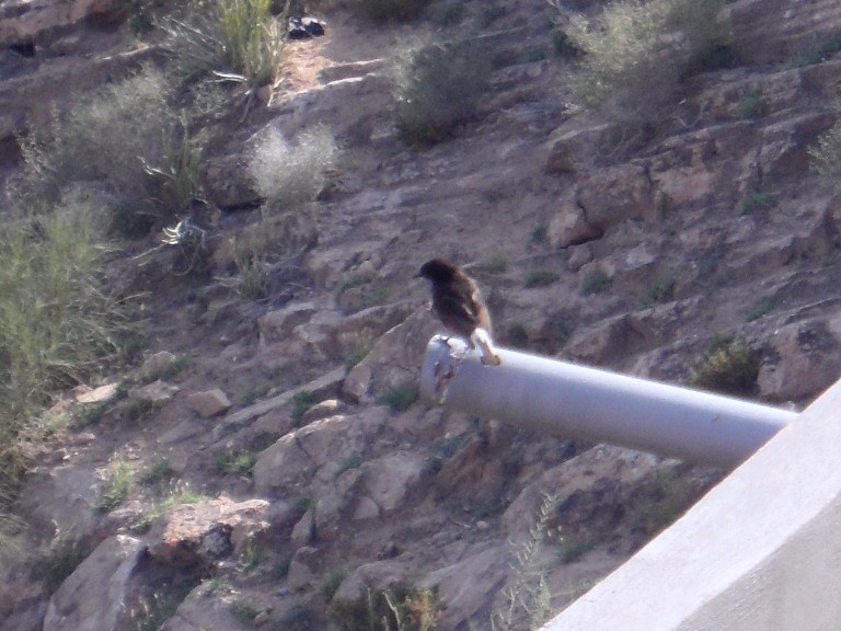 svartsteinskvett - ML646354200