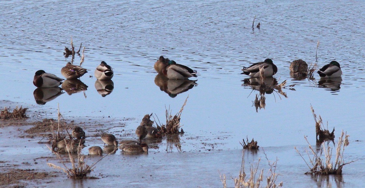 krikkand - ML646354201