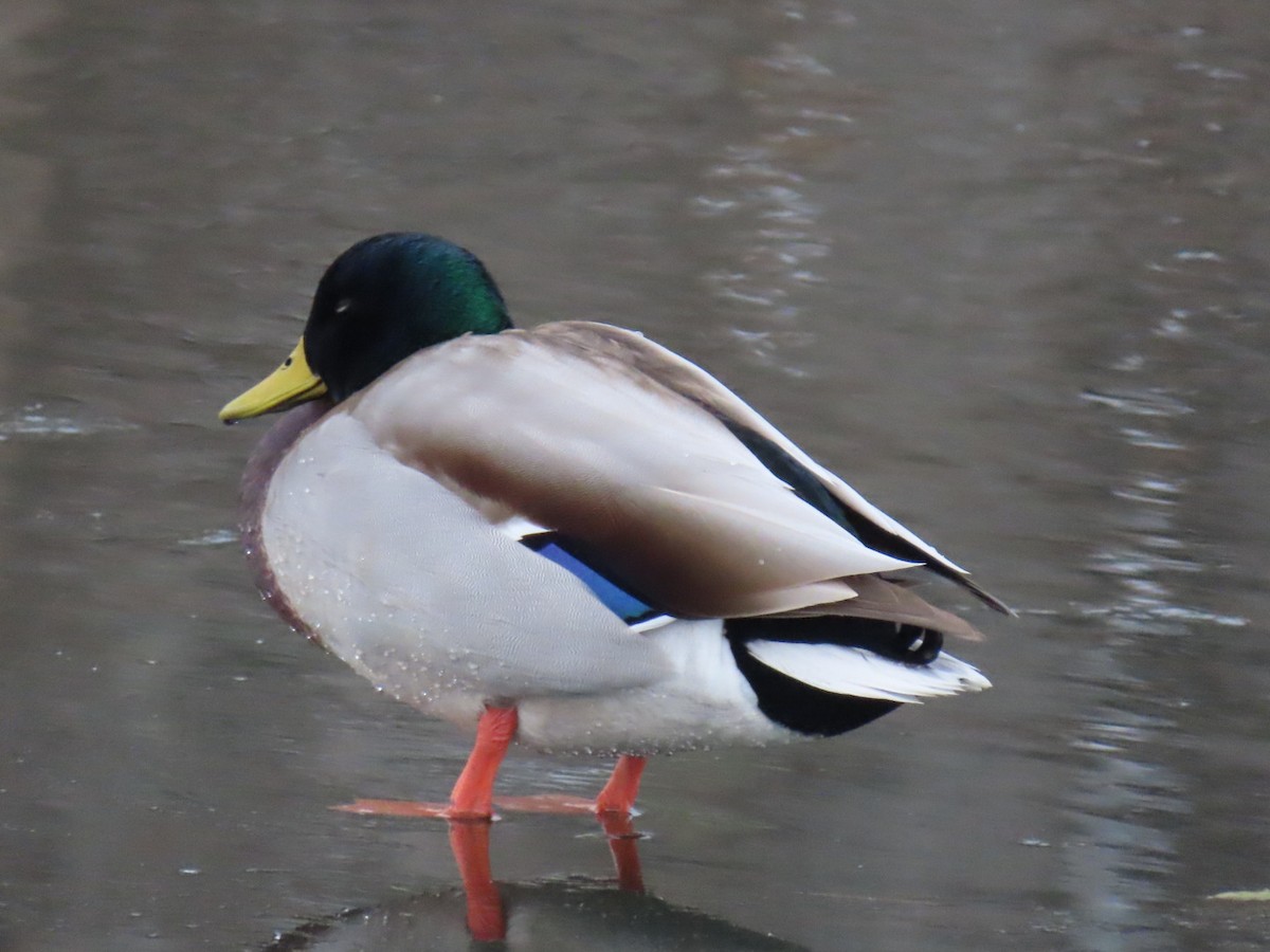 stokkand - ML646354202