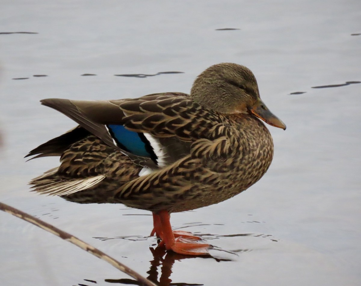 stokkand - ML646354203