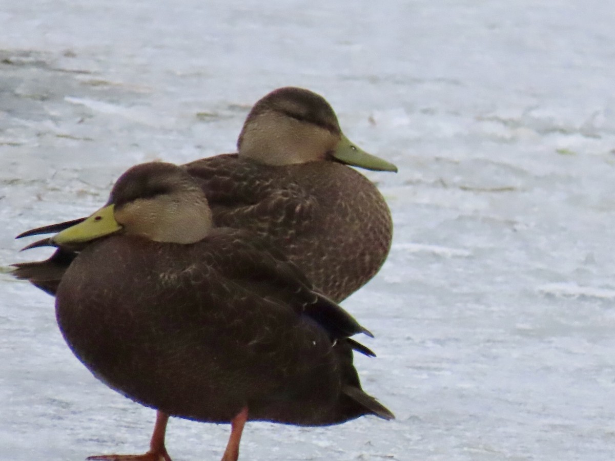 rødfotand - ML646354209