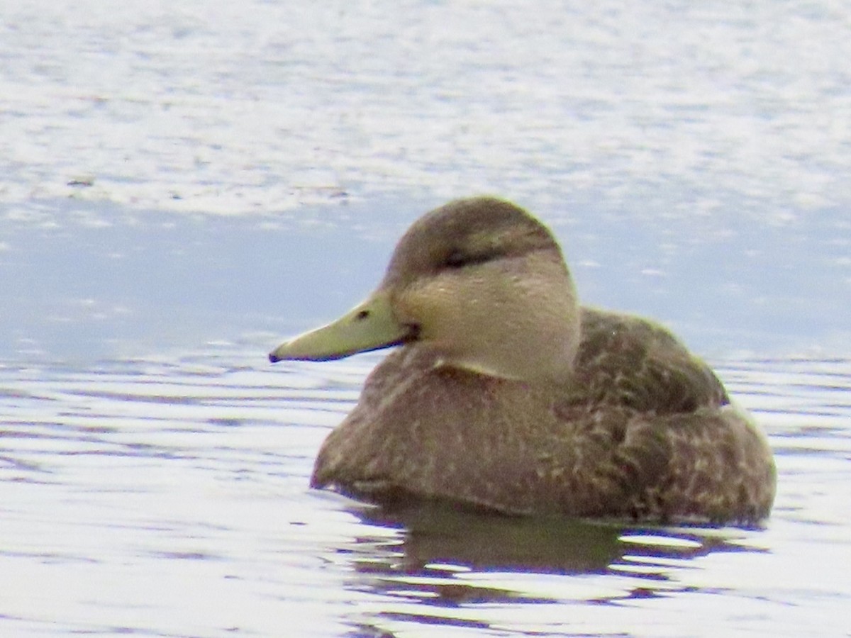 rødfotand - ML646354210