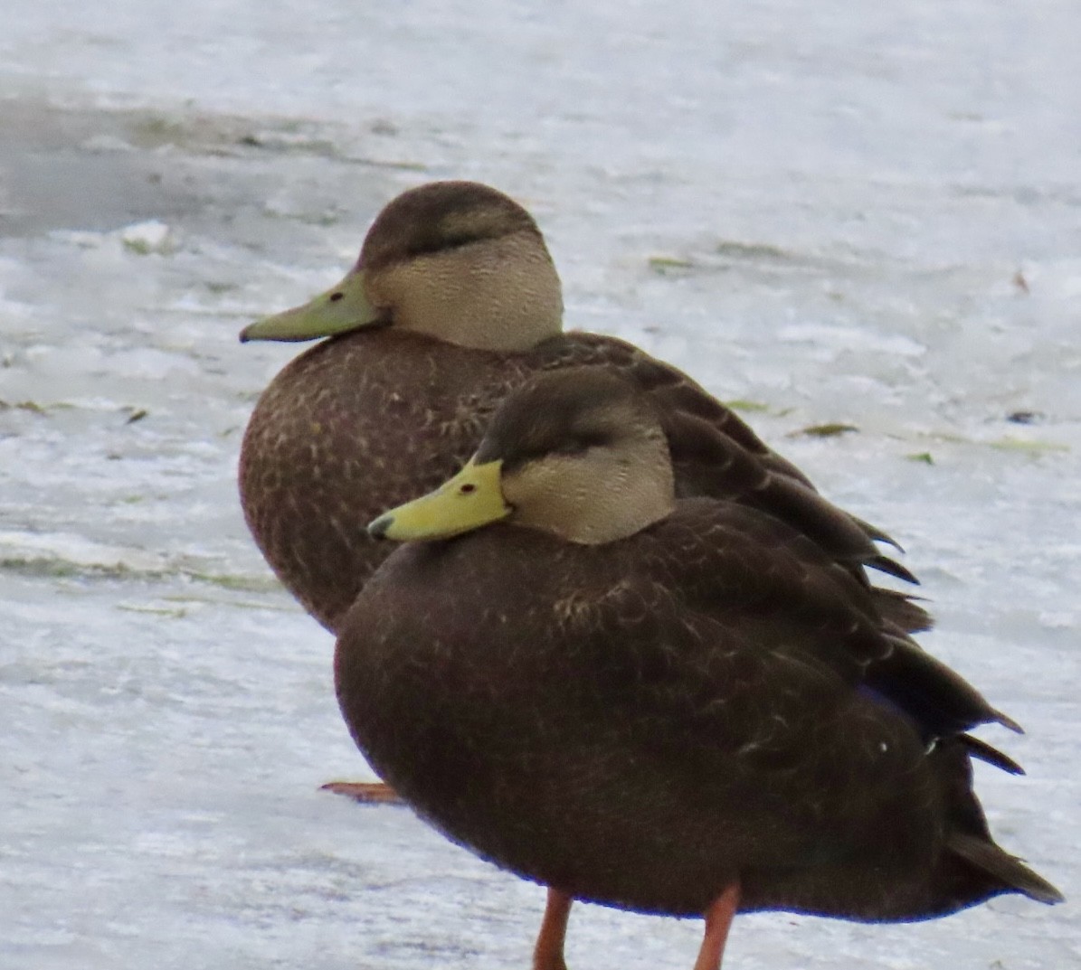 rødfotand - ML646354211