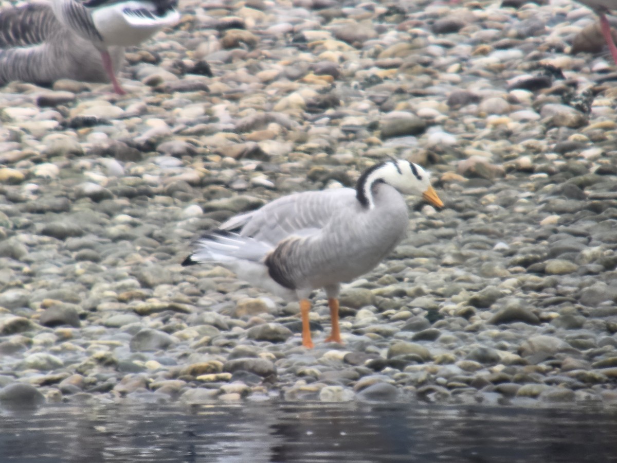 Bar-headed Goose - ML646354213
