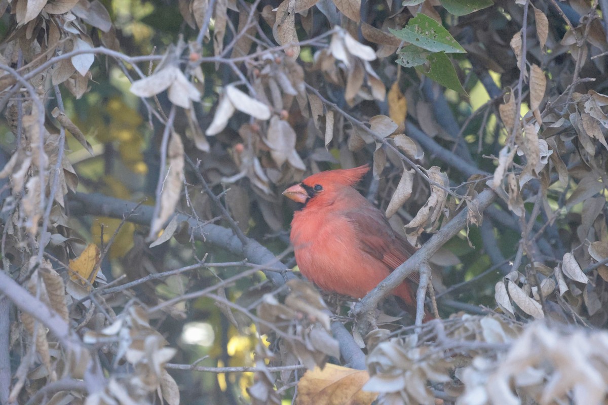 rødkardinal - ML646354214