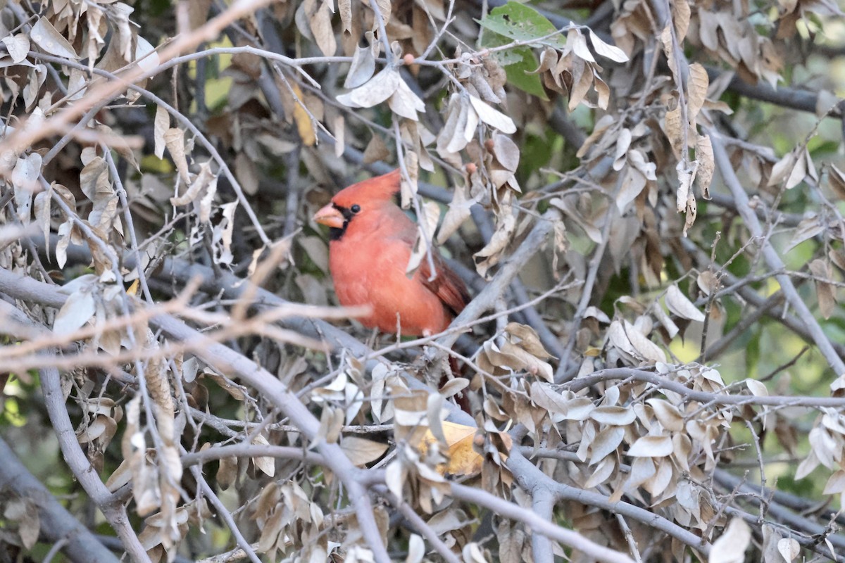 rødkardinal - ML646354215