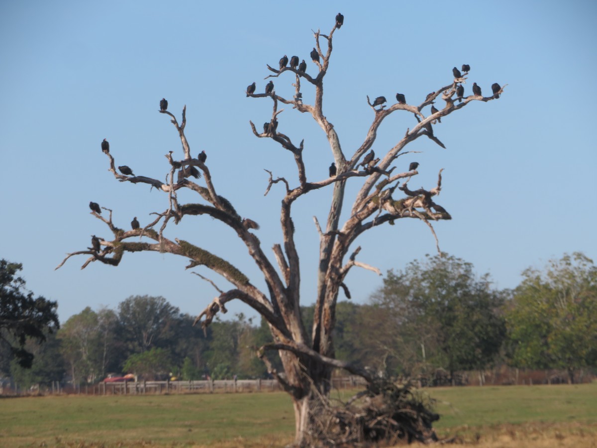 kalkunkondor - ML646354216