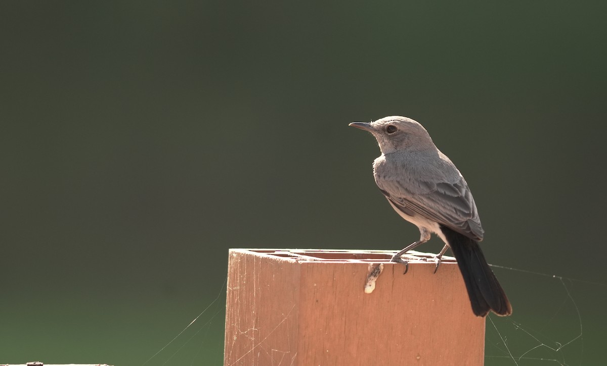 svartstjert - ML646354217