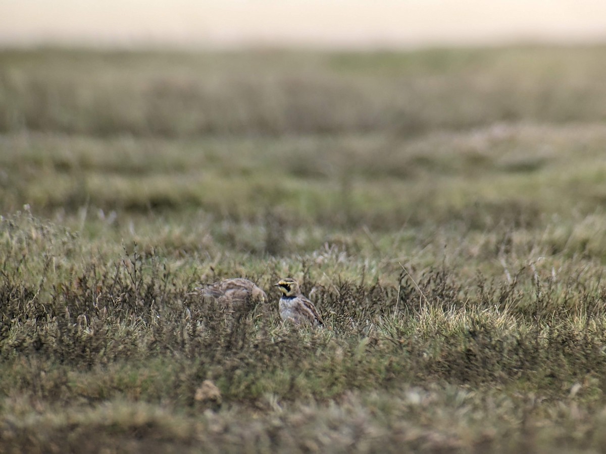 fjellerke - ML646354218