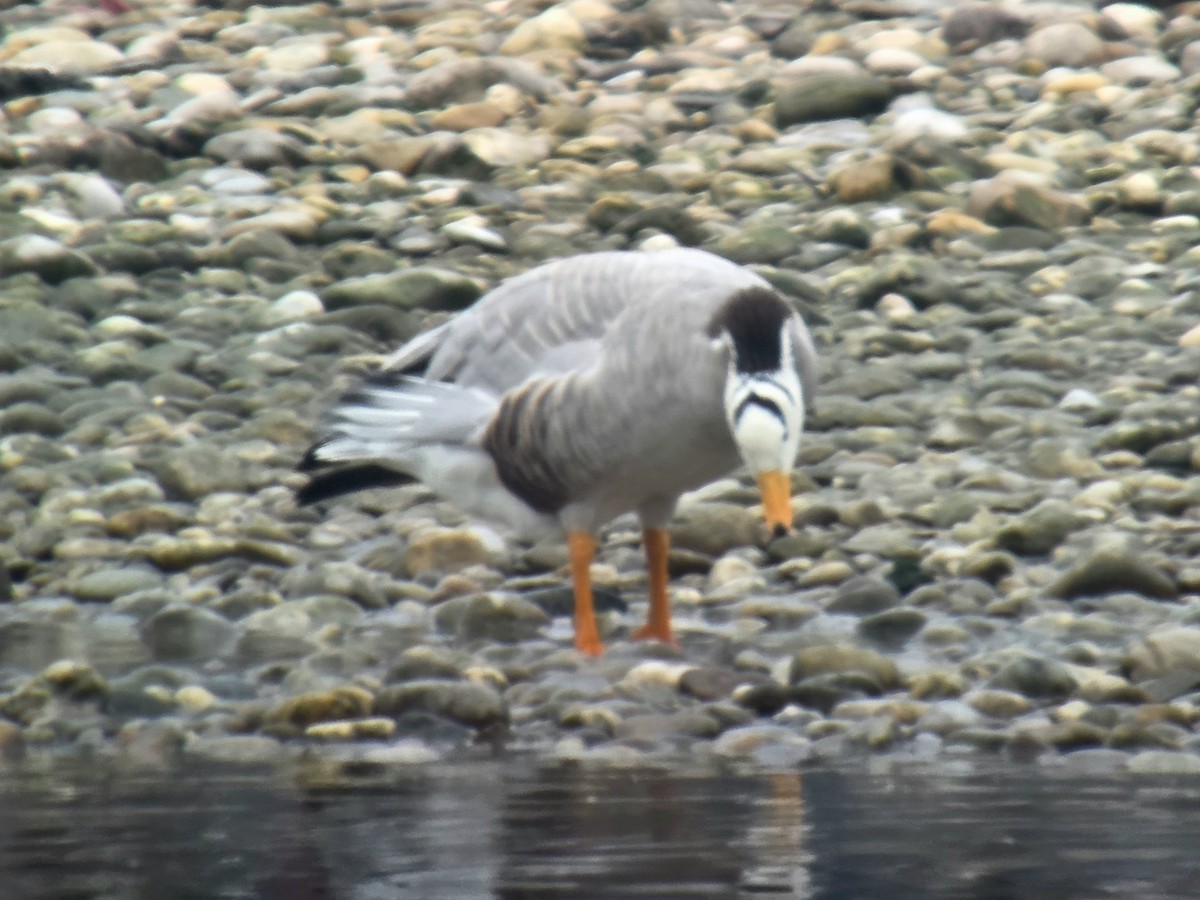Bar-headed Goose - ML646354220