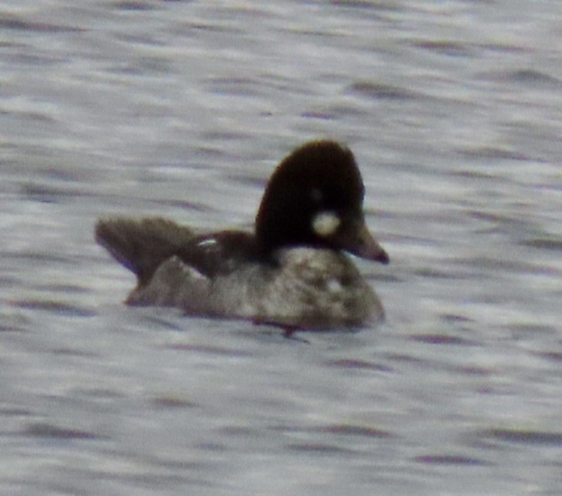 kvinand - ML646354221