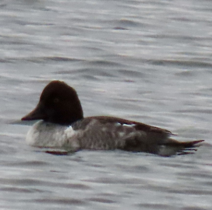 kvinand - ML646354222