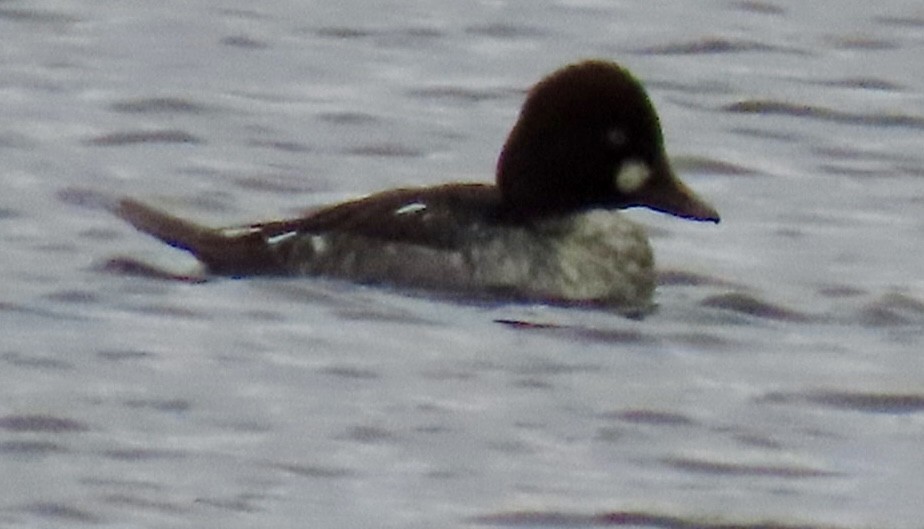 kvinand - ML646354223